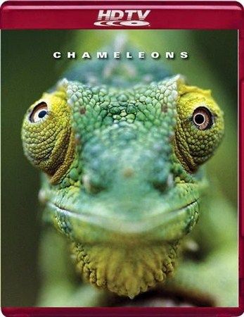 Хамелеоны мира / Chameleons of the world (2011)